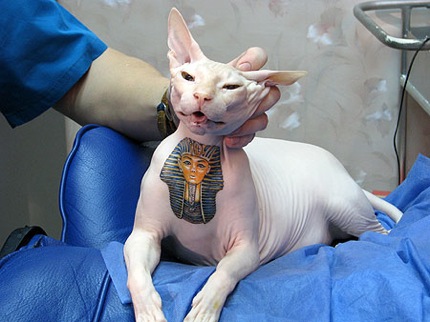 tattooed cat picbalkanpixcom image